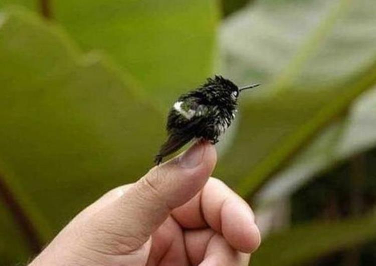 吸蜜蜂鸟是世界上最小的鸟类,大小和蜜蜂差不多,体型最小的蜂鸟