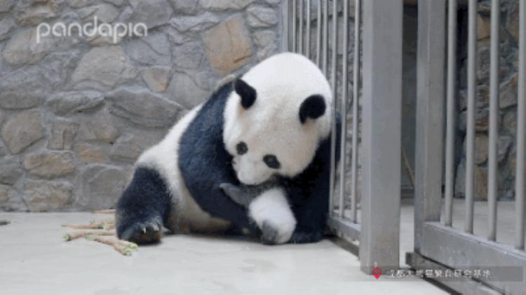 熊猫的咬合力排行第几,可爱的大熊猫