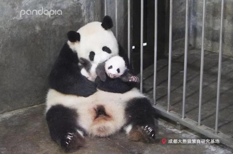 熊猫的咬合力排行第几,可爱的大熊猫