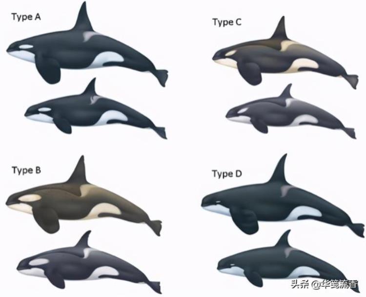 虎鲸的智商仅次于人类,虎鲸有多高的智商
