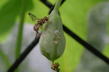 佛手瓜的籽可以吃吗 可以吃（口感不好营养价值不高）