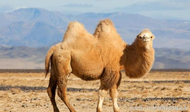 动物是怎样抵御酷暑的,沙漠中的动物如何生存
