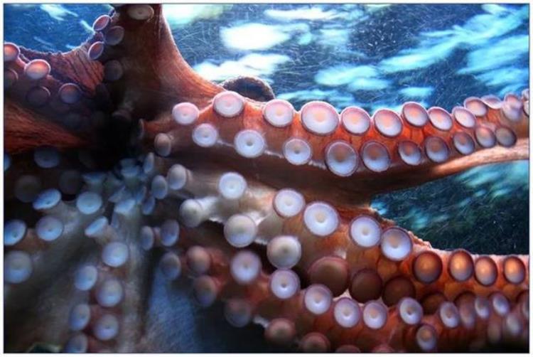 章鱼是最聪明的动物吗?「无脊椎动物的智商天花板三心九脑的章鱼智商有多可怕」