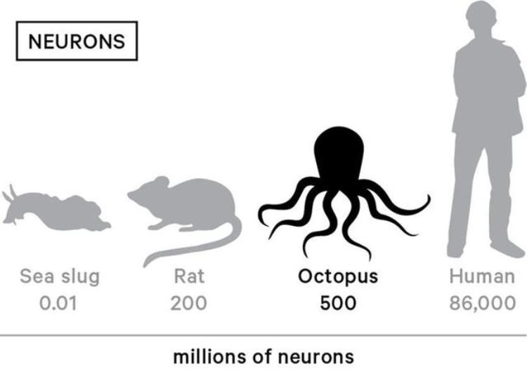 章鱼是最聪明的动物吗?「无脊椎动物的智商天花板三心九脑的章鱼智商有多可怕」
