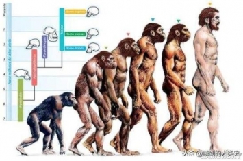 人类由森林古猿进化而来,森林古猿是人类的祖先吗