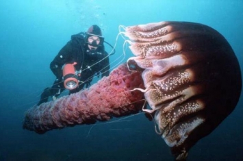 世界上最大的北极霞水母,世界上最长的水母是什么