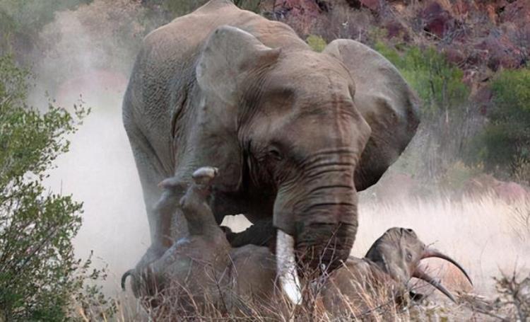 大象为什么会强上犀牛,为什么母犀牛会死在公象手里