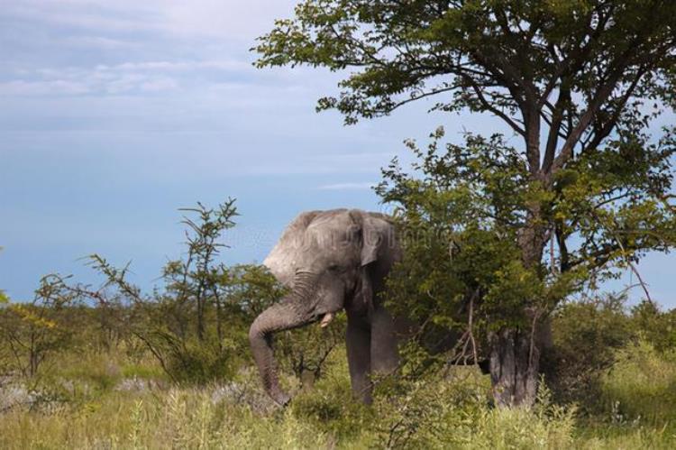 大象为什么会强上犀牛,为什么母犀牛会死在公象手里