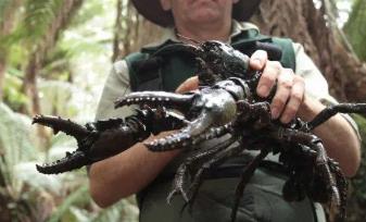 世界最大的淡水龙虾，最大可长到6公斤