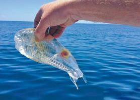 世界上最干净的鱼，几乎全身都是透明状态