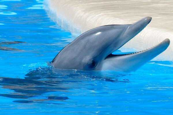 海豚为什么不攻击人类 海豚不攻击人类原因是什么
