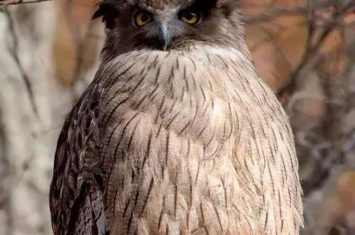 世界上体型最大的猫头鹰,世上最大的猫头鹰