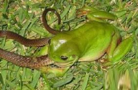 食蛇蛙，最喜欢吃毒性较强响尾蛇