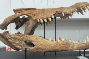 最大的鲨齿龙科恐龙,世界上最大的恐龙沧龙