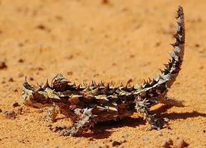 世界上最怪异的蜥蜴，具有枯叶拟态