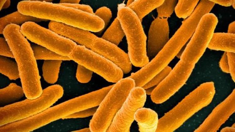 细菌武器是什么细菌,常见的致病菌是什么细菌