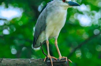 棕夜鹭：鸟类夜行者，全年繁殖(六大生态类群之一)