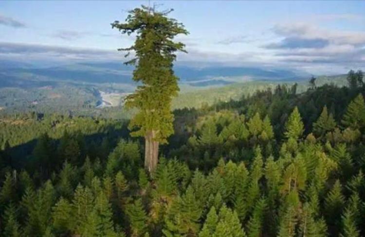 望天树是我国最高的一种树高达八十多米,地球上最高的15棵树