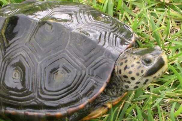 钻纹龟：两性异形，肉食性龟类(生活在含盐水域)