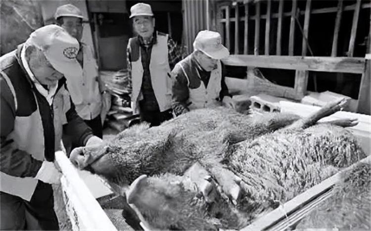 核辐射后的日本福岛酷似儿童脚的马铃薯野猪重量达到400斤