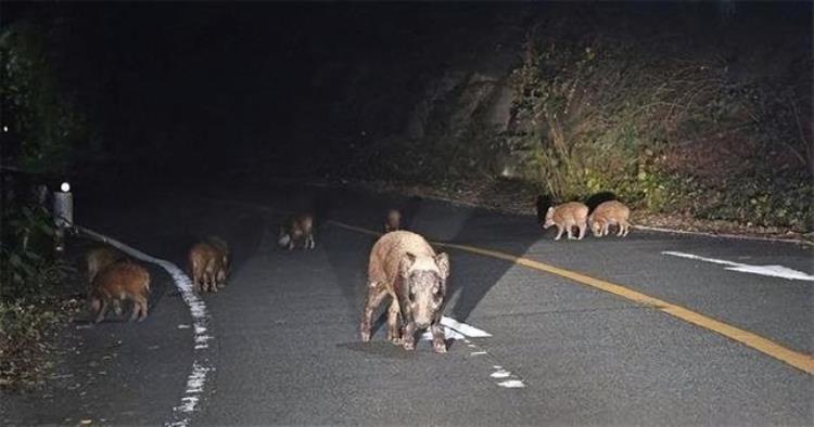 核辐射后的日本福岛酷似儿童脚的马铃薯野猪重量达到400斤