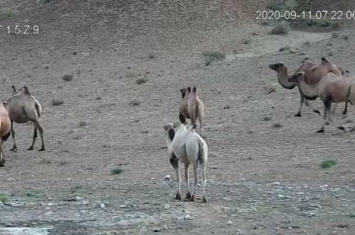甘肃发现首例白化野骆驼：与众不同的基因，易被世界淘汰