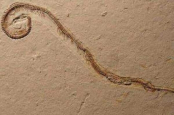 蛇的祖先是什么动物?长有2厘米腿(蜥蜴和蛇的过渡种)