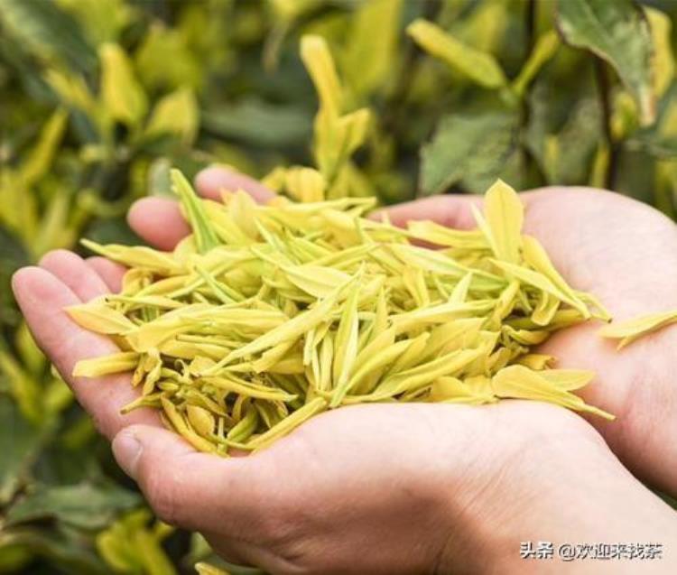 黄金芽是黄茶吗这个茶叶品种怎么样,怎样鉴别黄金芽茶叶的好坏