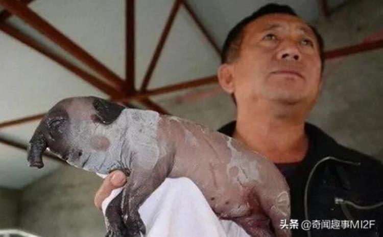 菲律宾山羊产下半人半猪怪胎盘点史上八大畸形怪物