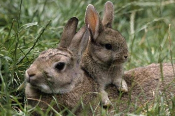 海南兔：中国体型最小的野兔（体长不到40厘米）