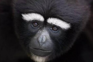 白眉长臂猿：额头有白纹/阴毛为白色的长臂猿（没有尾巴）
