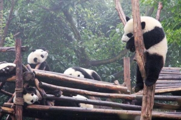 熊猫为什么只有中国才有 天时地利人和保护下的幸存儿
