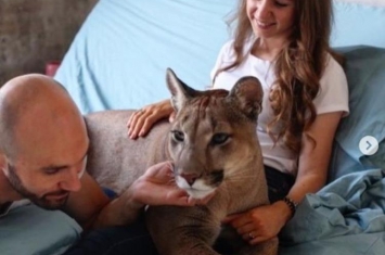 奇闻俄夫妇的另类宠物跳跃8米体重一百多斤的美洲狮嘤嘤怪