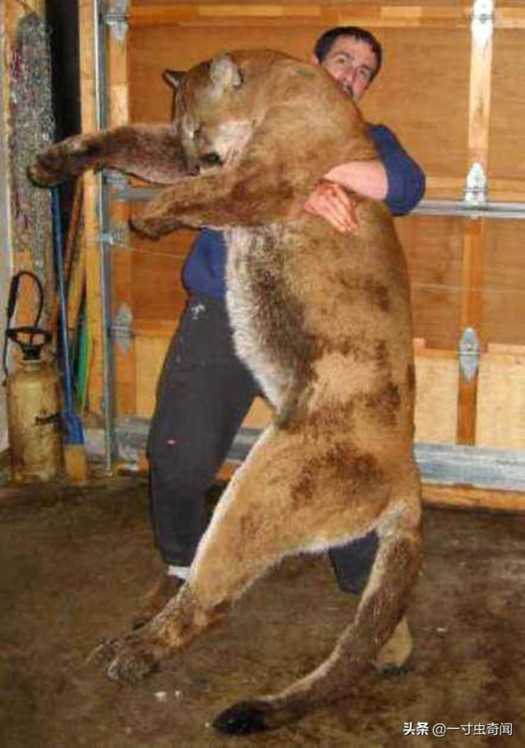 奇闻俄夫妇的另类宠物跳跃8米体重一百多斤的美洲狮嘤嘤怪