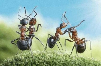 蚂蚁和人在一个维度吗 蚂蚁位于二维空间人类位于三维空间