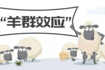 羊群效应生活中的例子有哪些?羊群效应告诉我们什么道理