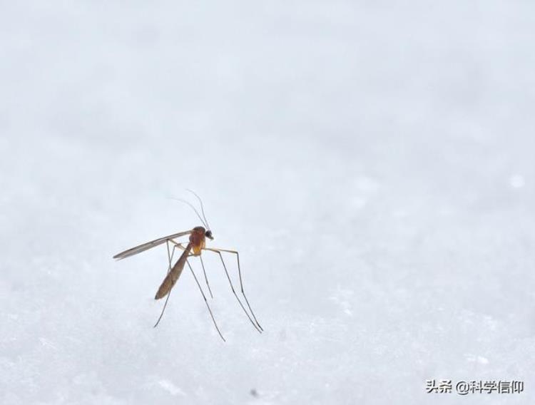 蚊子过冬会不会死,蚊子能过冬不死吗