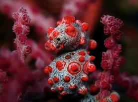 世界上最小的海马，专门藏身于红色的柳珊瑚上
