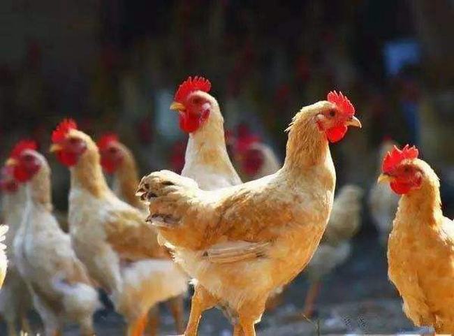 三黄鸡是什么鸡 营养价值很高的土鸡（肉质鲜美营养高）