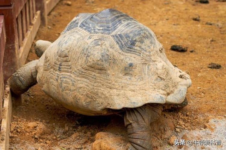 寿命最长的宠物乌龟,地球上10种寿命最长的动物