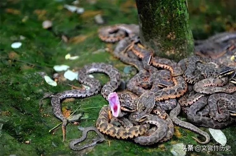 1977年湖南5岁男童跌入天坑靠吃蛇类生存8年后成野人竟是造假