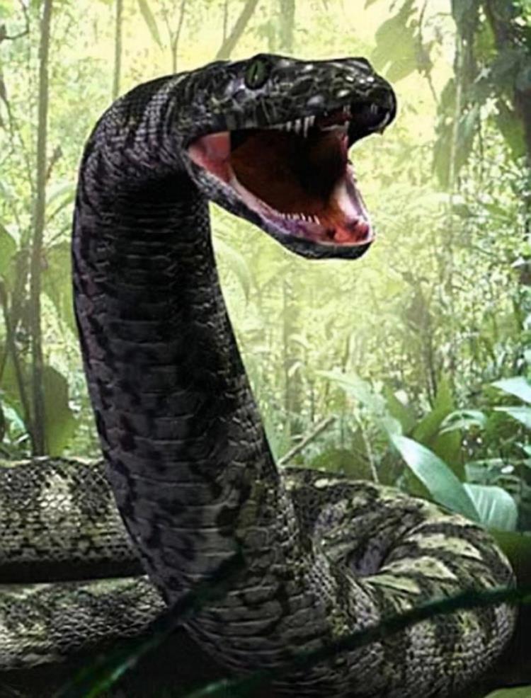 最长的宠物蛇,你见过最大的蛇有多大