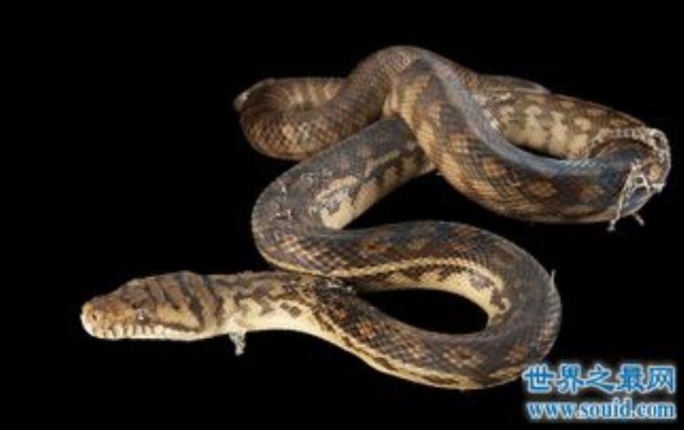 最长的宠物蛇,你见过最大的蛇有多大