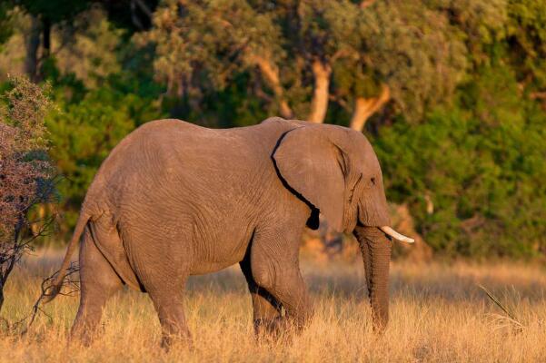 妊娠期最长的动物：大象怀孕22个月(小象生下就有120千克)