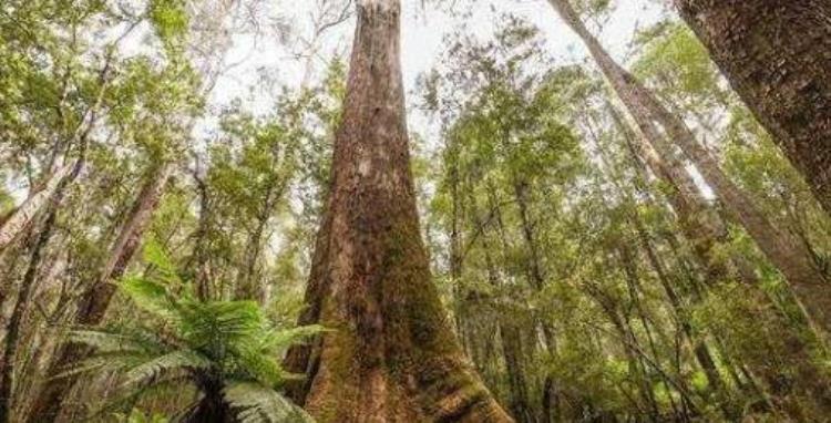 世界上最能喝水的树,澳大利亚可以出水的树