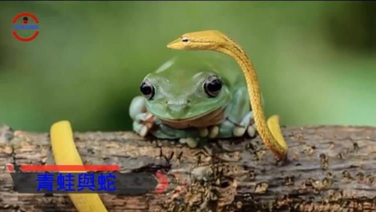 自然界最惊人的逆袭蛙吃蛇鸟吃蛇螳螂捕鸟你见过几种