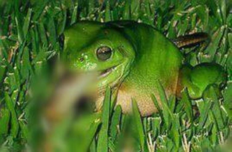 自然界最惊人的逆袭蛙吃蛇鸟吃蛇螳螂捕鸟你见过几种