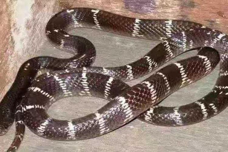 为什么银环蛇是中国最毒的蛇「国内最毒银环蛇的亲戚却被很多人认错号称夜魔的印度环蛇」