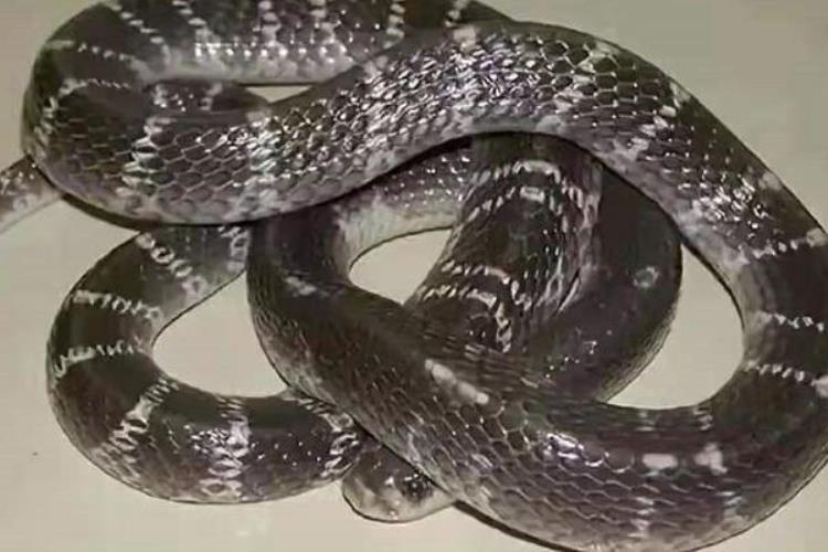 为什么银环蛇是中国最毒的蛇「国内最毒银环蛇的亲戚却被很多人认错号称夜魔的印度环蛇」