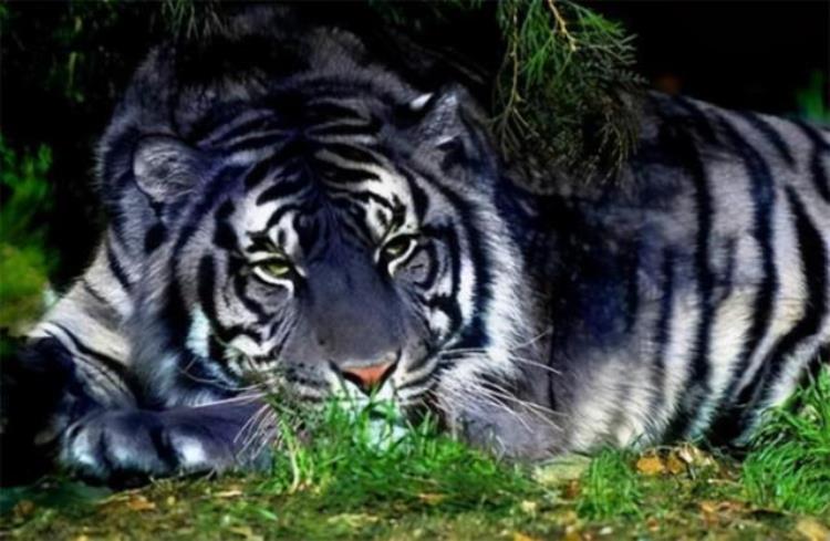 全球仅6只印度发现蓝虎常追杀300斤野猪10里内狼群不敢靠近